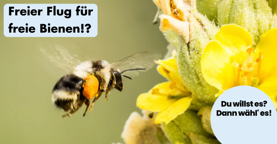 ohnelogo_linkedin_biene_biodiv